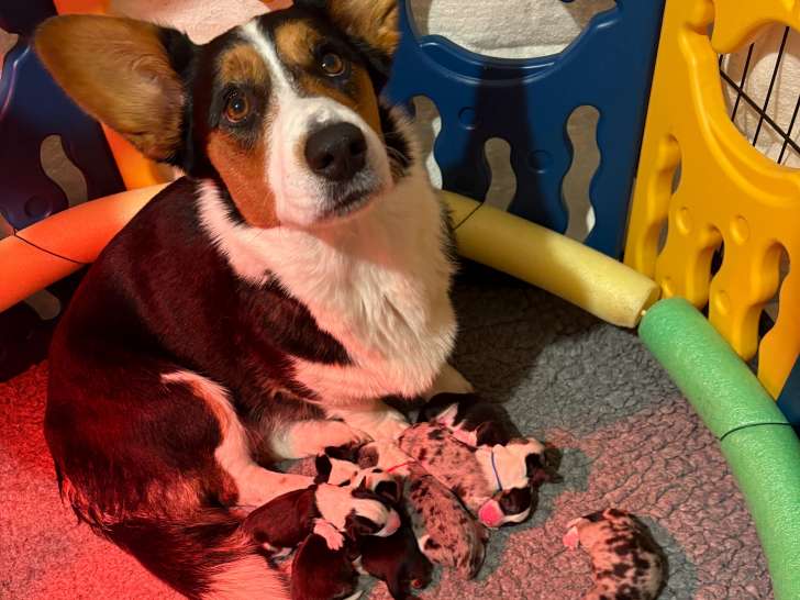 Chiots Corgi à vendre