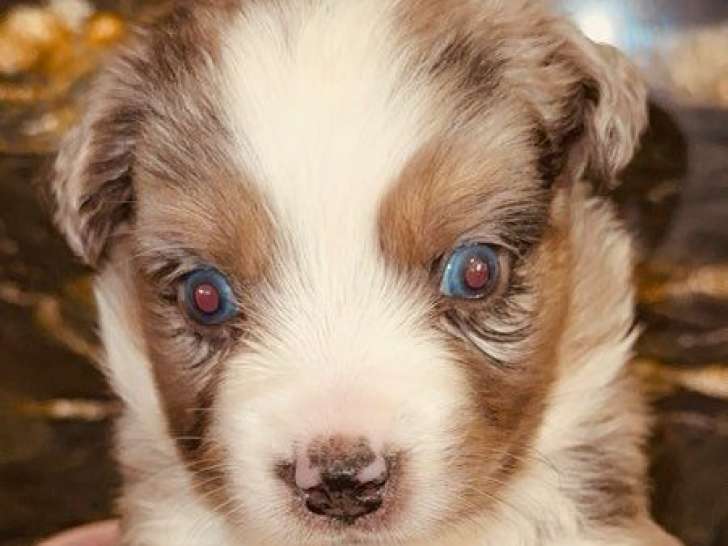 6 chiots Bergers Américains Miniatures LOF à réserver