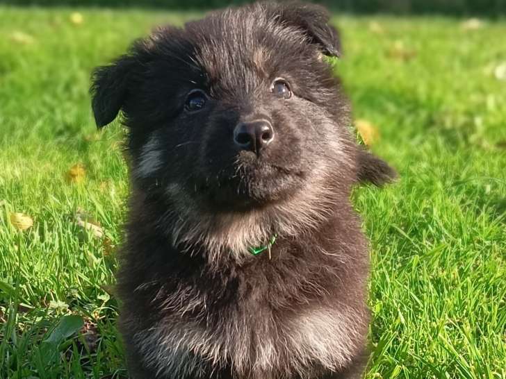 Chiots Berger Allemands à dos droit et au poil long à vendre
