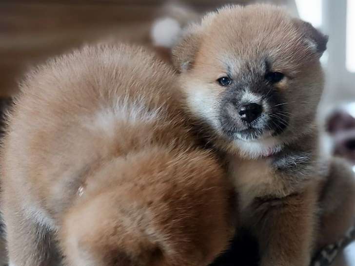 Chiots Akita Inu LOF à réserver