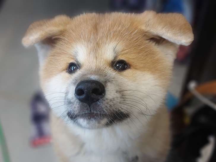 Chiots Akita Inu LOF à réserver