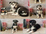 6 chiots Husky  à vendre