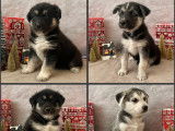 Chiots Husky &agrave; adopter