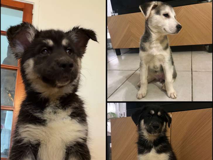 Chiots Husky à adopter