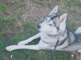 Femelle Husky disponible pour saillie