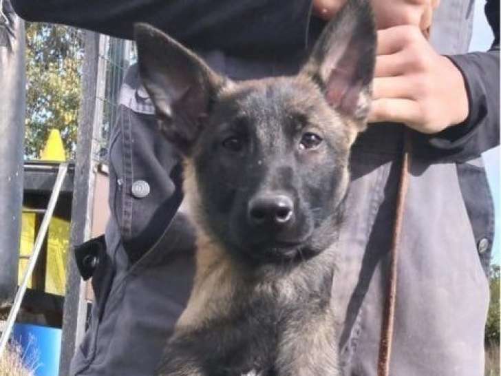 À vendre, 2 chiots femelles Bergers Belges Malinois LOF