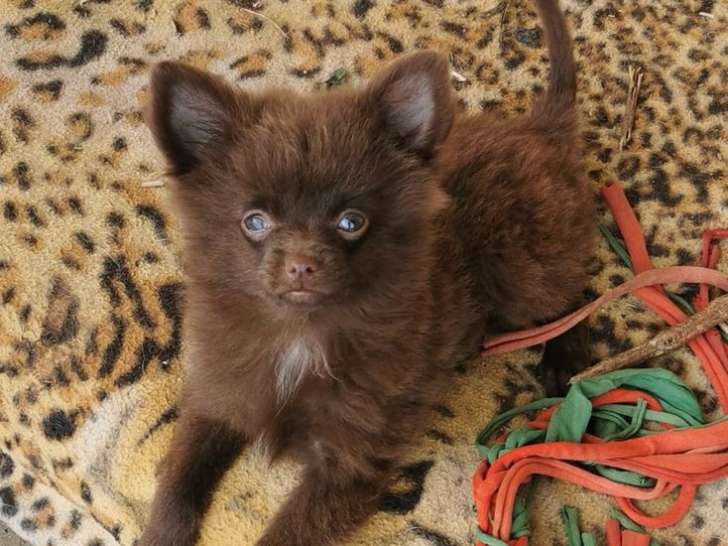 1 chiot femelle Pomchi à vendre, chocolat de juin 2025