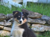 1 chiot Berger des Shetland mâle LOF à vendre, tricolore de juillet 2025