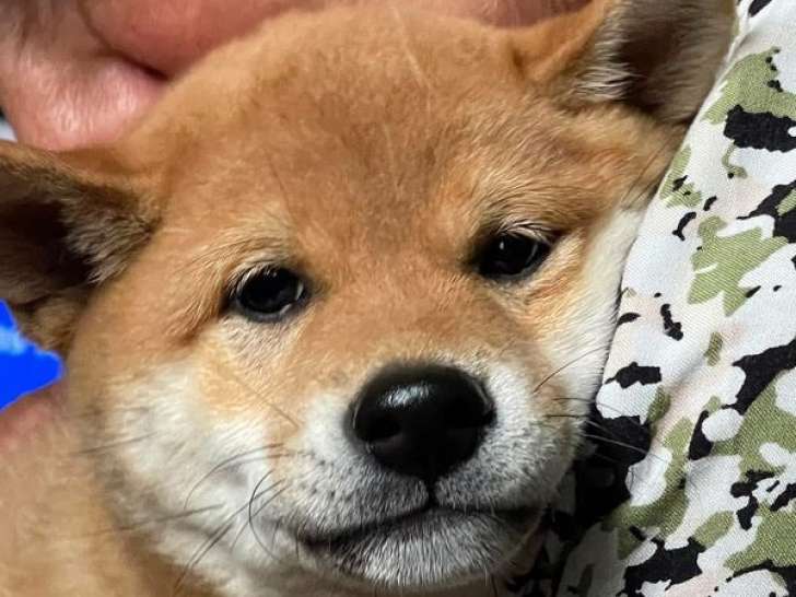 Réservation ouverte pour 2 chiots Shiba Inus LOF mâles d’octobre 2025