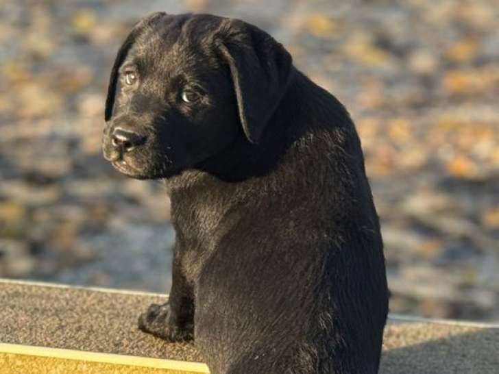 Chiots Labradors Retrievers femelles noires LOF à vendre