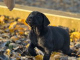 Chiots Labradors Retrievers femelles noires LOF à vendre