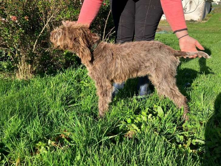 Mise en vente d’un chiot femelle Griffon Korthals LOF née le 18 juin 2025