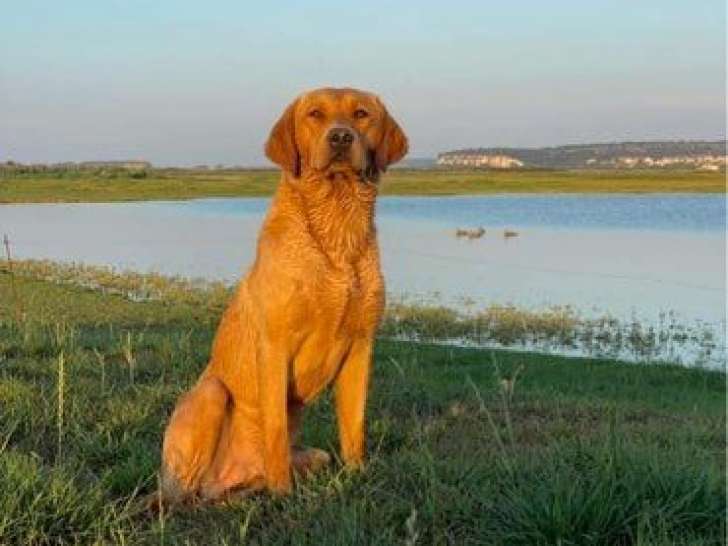 6 chiots Labradors Retrievers Red Fox LOF à réserver