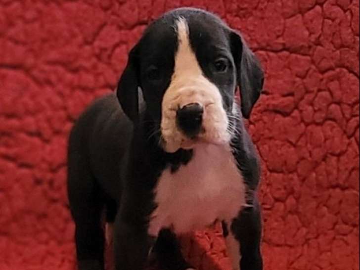 2 chiots Dogues Allemands femelles LOF à vendre