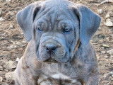 6 chiots Cane Corso LOF à vendre