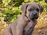 6 chiots Cane Corso LOF à vendre