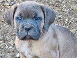 6 chiots Cane Corso LOF à vendre