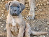 6 chiots Cane Corso LOF à vendre