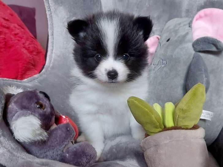 À vendre, 4 chiots Spitz Allemands Petit non-LOF de septembre 2025