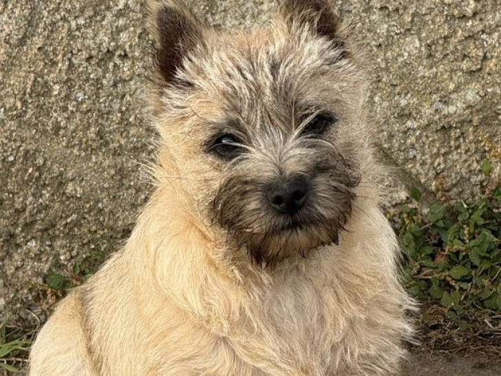 2 chiots Cairns Terriers mâles LOF de juillet 2025 à vendre