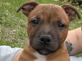 Mise en vente d'un chiot mâle Staffordshire Bull Terrier LOF de juillet 2025