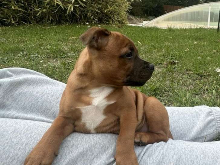 Mise en vente d'un chiot mâle Staffordshire Bull Terrier LOF de juillet 2025