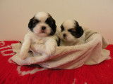 Vente de 2 chiots Shih Tzu mâles non-LOF nés en octobre 2025