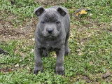 5 chiots Staffordshire Bull Terriers LOF à vendre