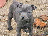 5 chiots Staffordshire Bull Terriers LOF à vendre