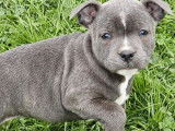 5 chiots Staffordshire Bull Terriers LOF à vendre