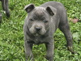 5 chiots Staffordshire Bull Terriers LOF à vendre