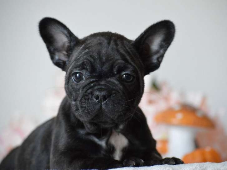 Mise en vente de 3 femelles Bouledogues Français non-LOF