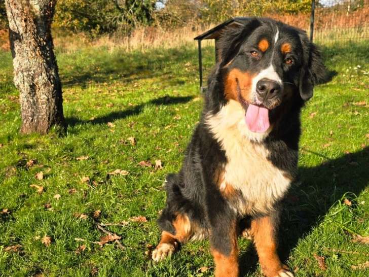 1 chiot mâle Bouvier Bernois LOF à vendre