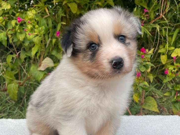 9 chiots Bergers Australiens LOF à vendre