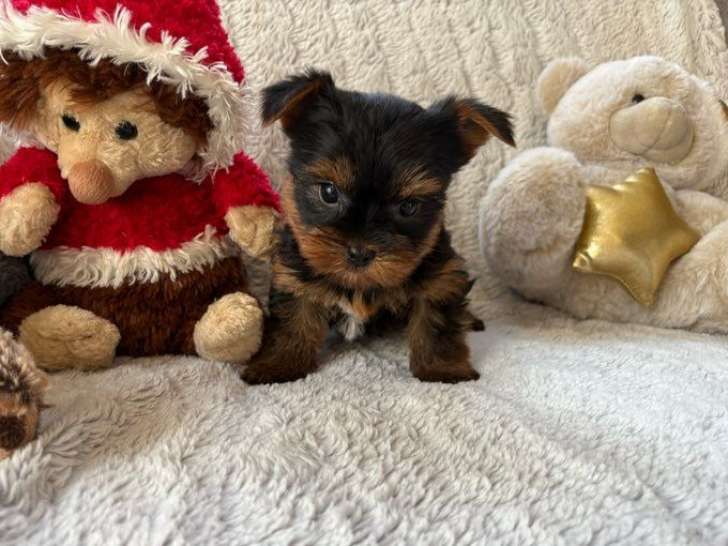 2 chiots Yorkshire Terriers LOF à réserver, mâle et femelle de septembre 2025
