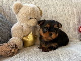 2 chiots Yorkshire Terriers LOF à réserver, mâle et femelle de septembre 2025