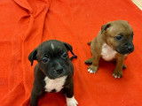 10 chiots Staffordshire Bull Terriers LOF à réserver