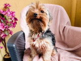 1 chienne Yorkshire Terrier non-LOF à vendre, noir et feu de mars 2024