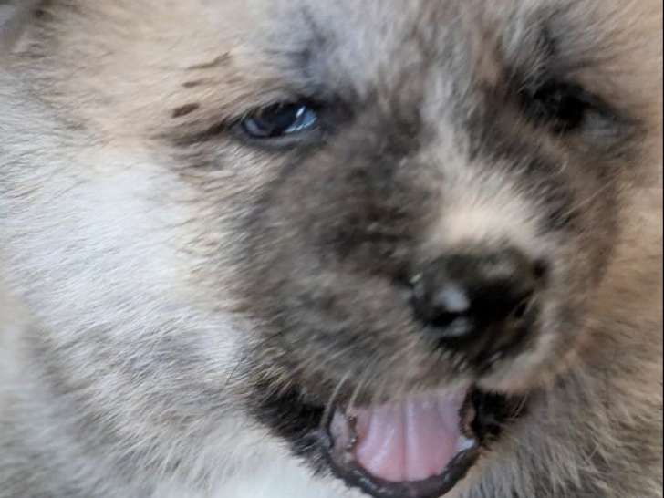 Réservation ouverte pour 6 chiots Akita Inus LOF