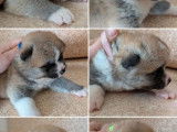 Réservation ouverte pour 6 chiots Akita Inus LOF