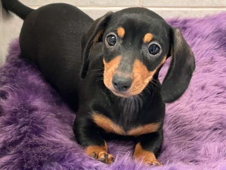 1 chiot femelle Teckel Nain à poil ras LOF à vendre, noir et feu d'août 2025