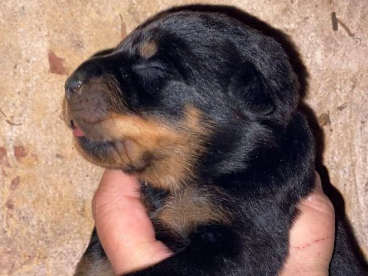 Vente de 8 chiots Beaucerons non-LOF de novembre 2025