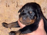 Vente de 8 chiots Beaucerons non-LOF de novembre 2025