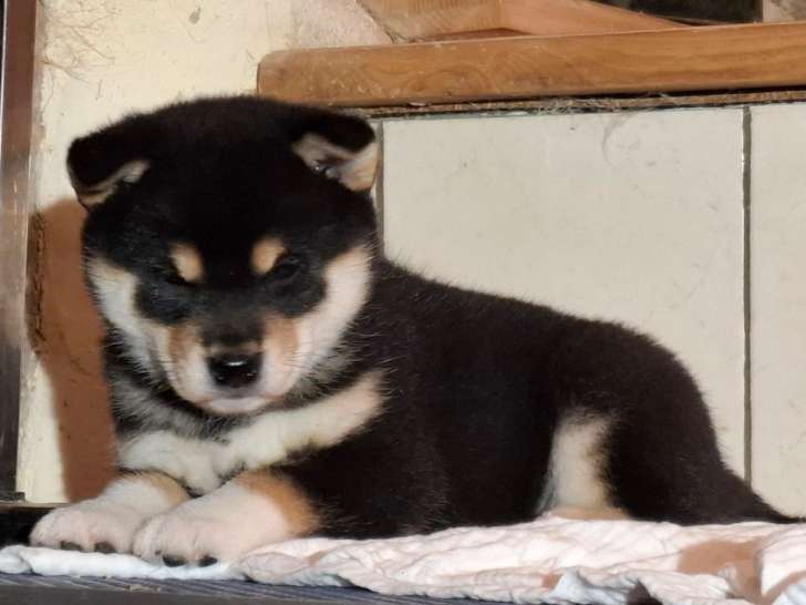 4 chiots Shiba Inus LOF à réserver, femelles noir et feu et roux de septembre 2025