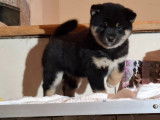 4 chiots Shiba Inus LOF à réserver, femelles noir et feu et roux de septembre 2025