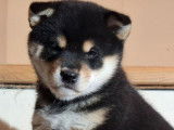 4 chiots Shiba Inus LOF à réserver, femelles noir et feu et roux de septembre 2025