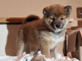 4 chiots Shiba Inus LOF à réserver, femelles noir et feu et roux de septembre 2025