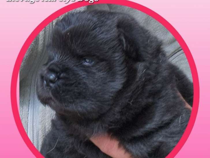 2 chiots Chow-Chows femelles LOF à vendre, nées en octobre 2025