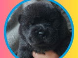2 chiots Chow-Chows femelles LOF à vendre, nées en octobre 2025