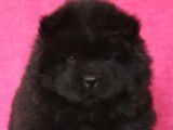 2 chiots Chow-Chows femelles LOF à vendre, nées en octobre 2025